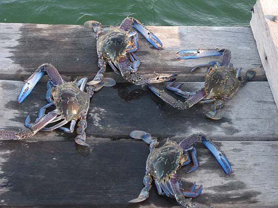 Catch Mandurah’s Blue Manna crabs from our jetty