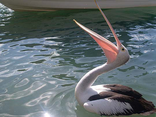 Mandurah Pelican visits our jetty to check out our catch of the day